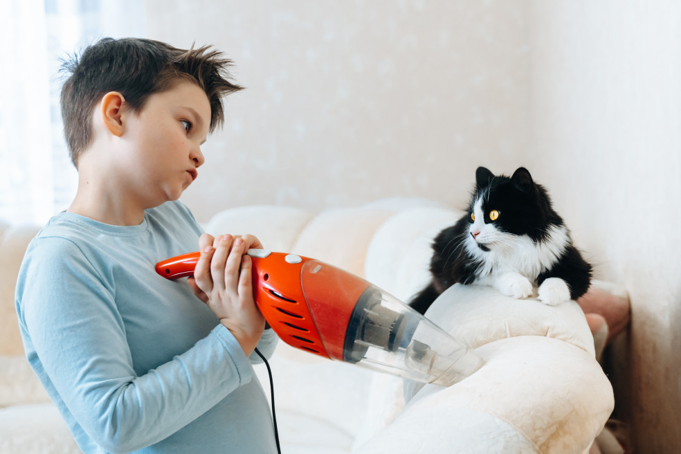 cleaning pet hair with vacuum cleaner